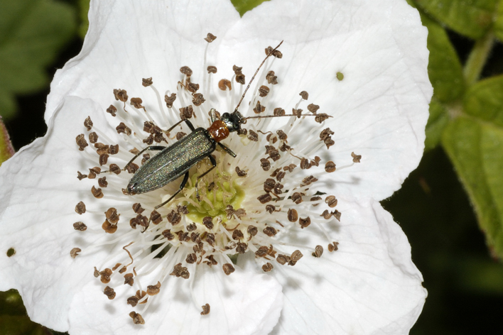 Oedemera croceicollis oppure Angocodes fulvicollis?